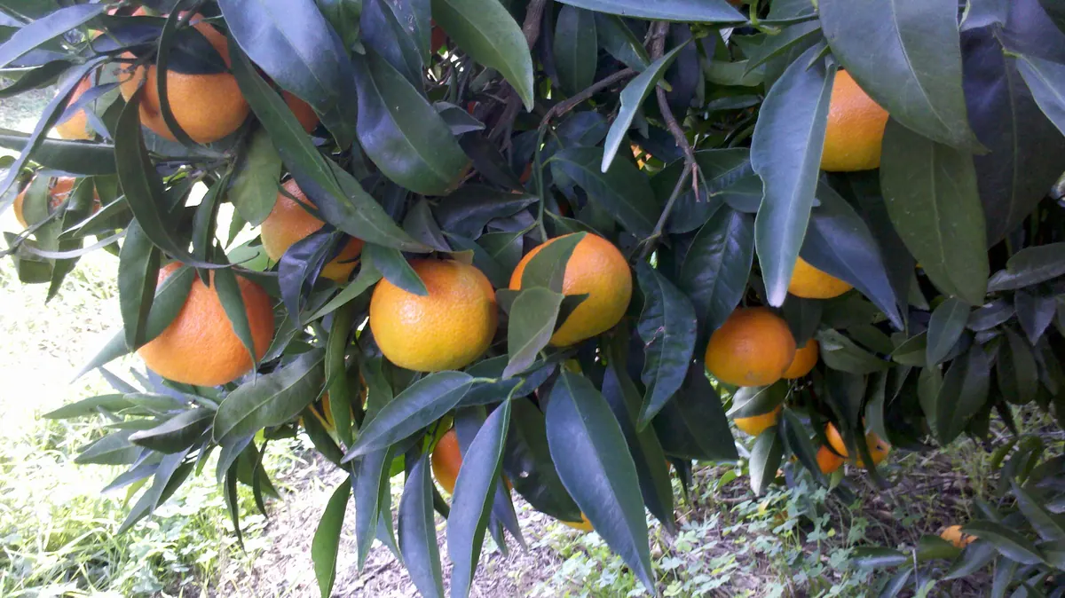 Ripe clementines on the tree