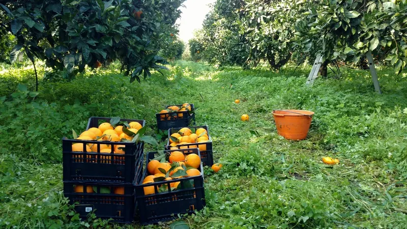 Photo of Azienda Agricola Cattoir