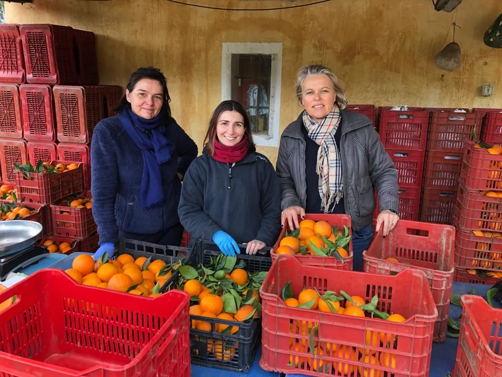 Crates of citrus ready for buying groups