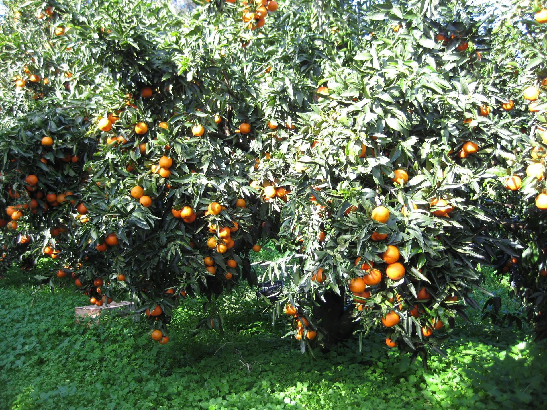 Orange tree laden with fruit in the plantation