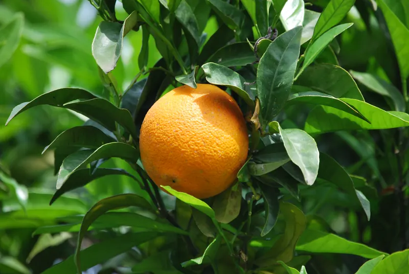 Photo of Azienda Agricola Cattoir
