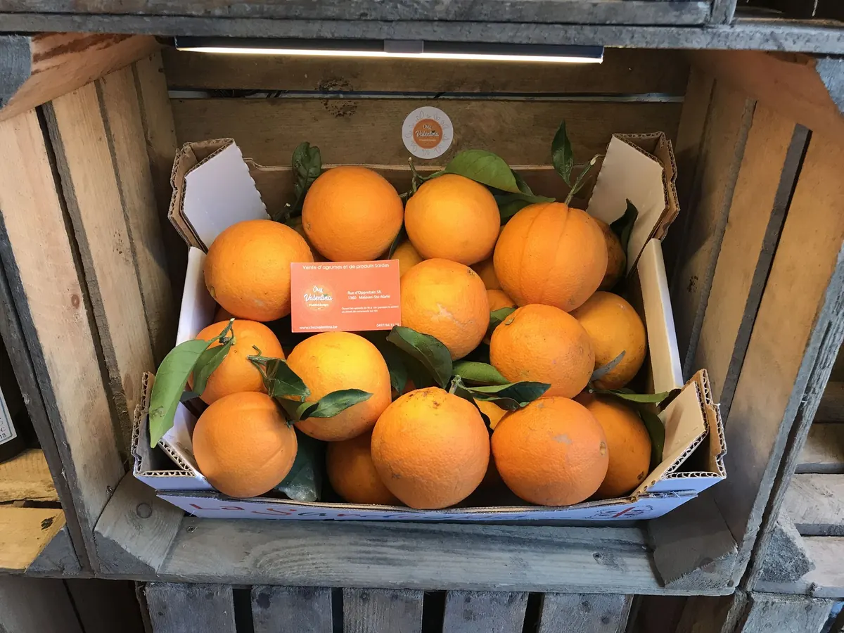 Freshly picked oranges