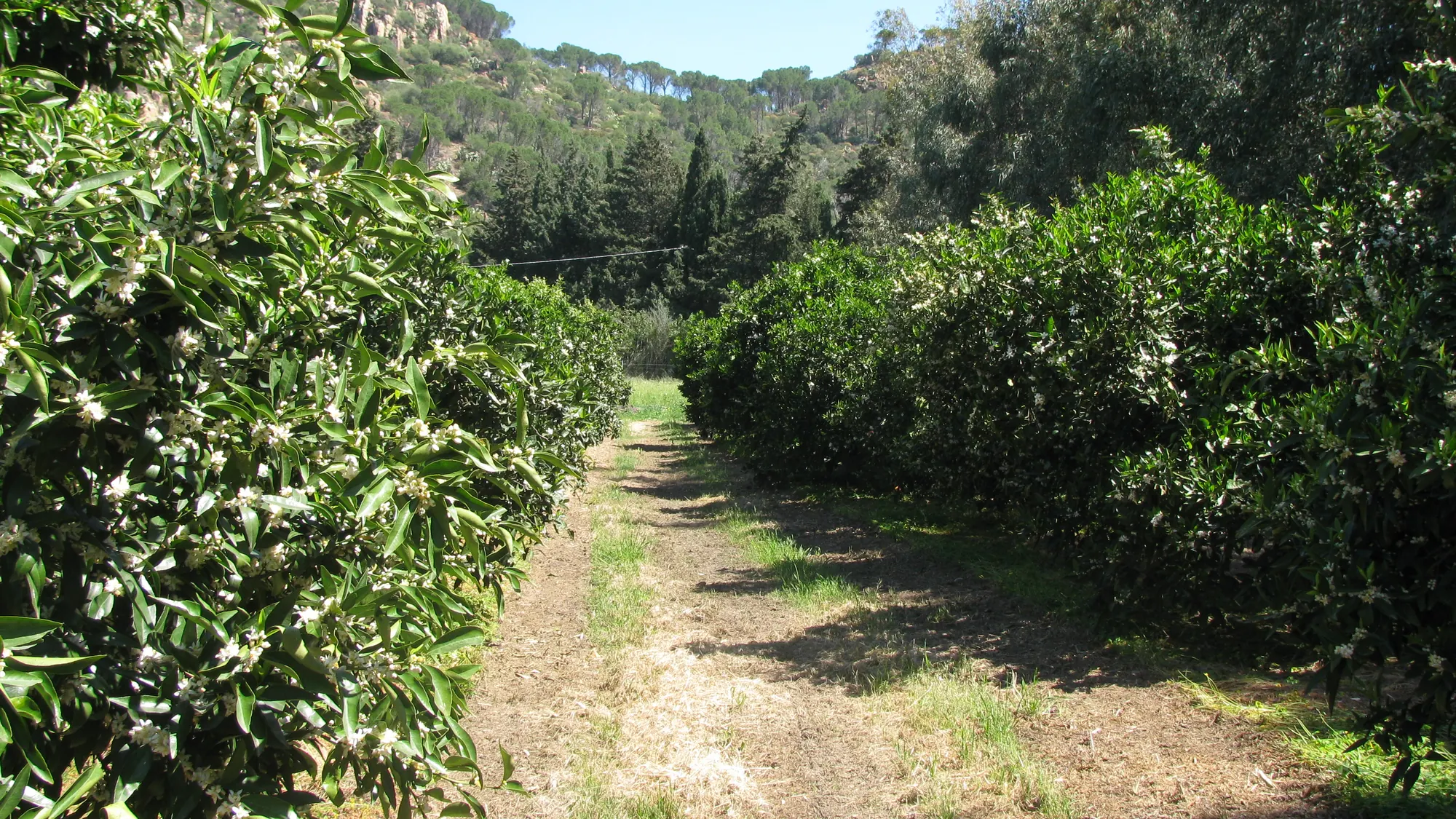 Rows of citrus trees with mountains behind