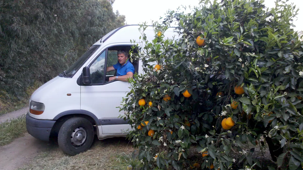 The delivery van among the orange trees